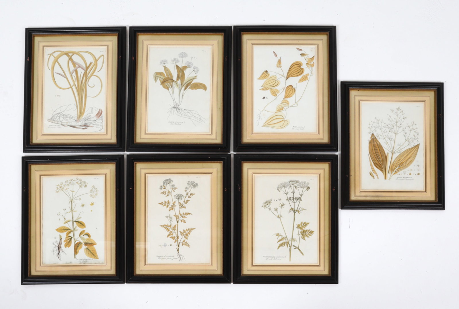(7) VINTAGE BOTANICAL PRINTS (1 of 12)