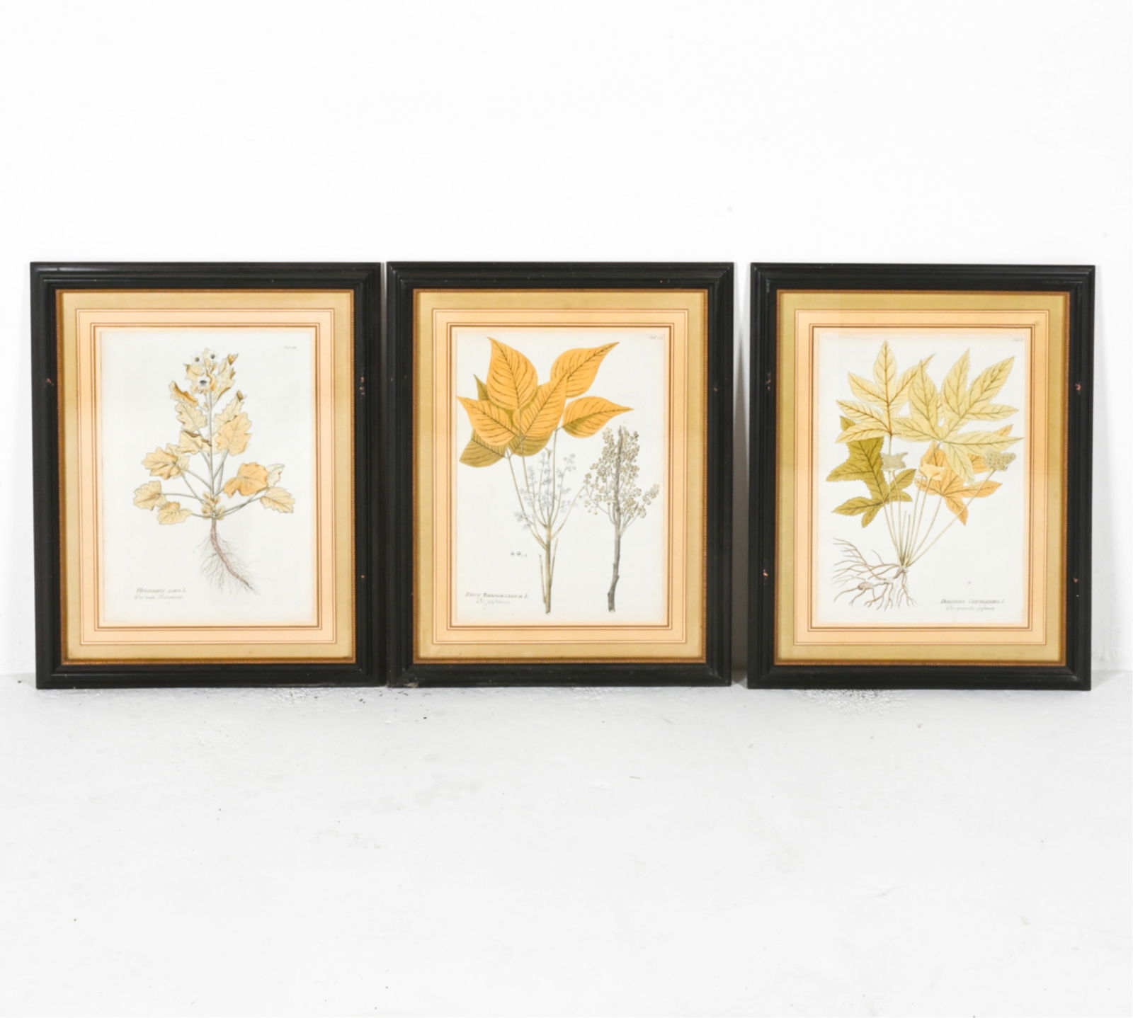 (3) VINTAGE BOTANICAL PRINTS (1 of 9)