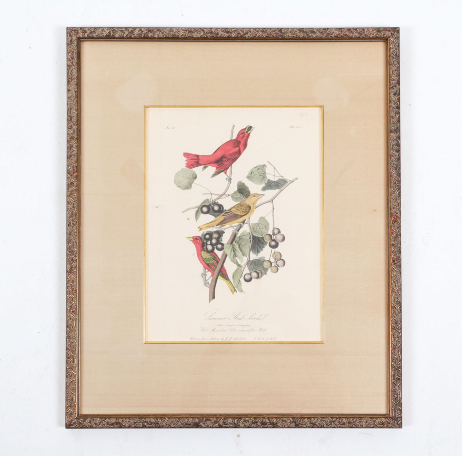 SUMMER RED BIRD PRINT AFTER J.L. AUDUBON (1 of 8)