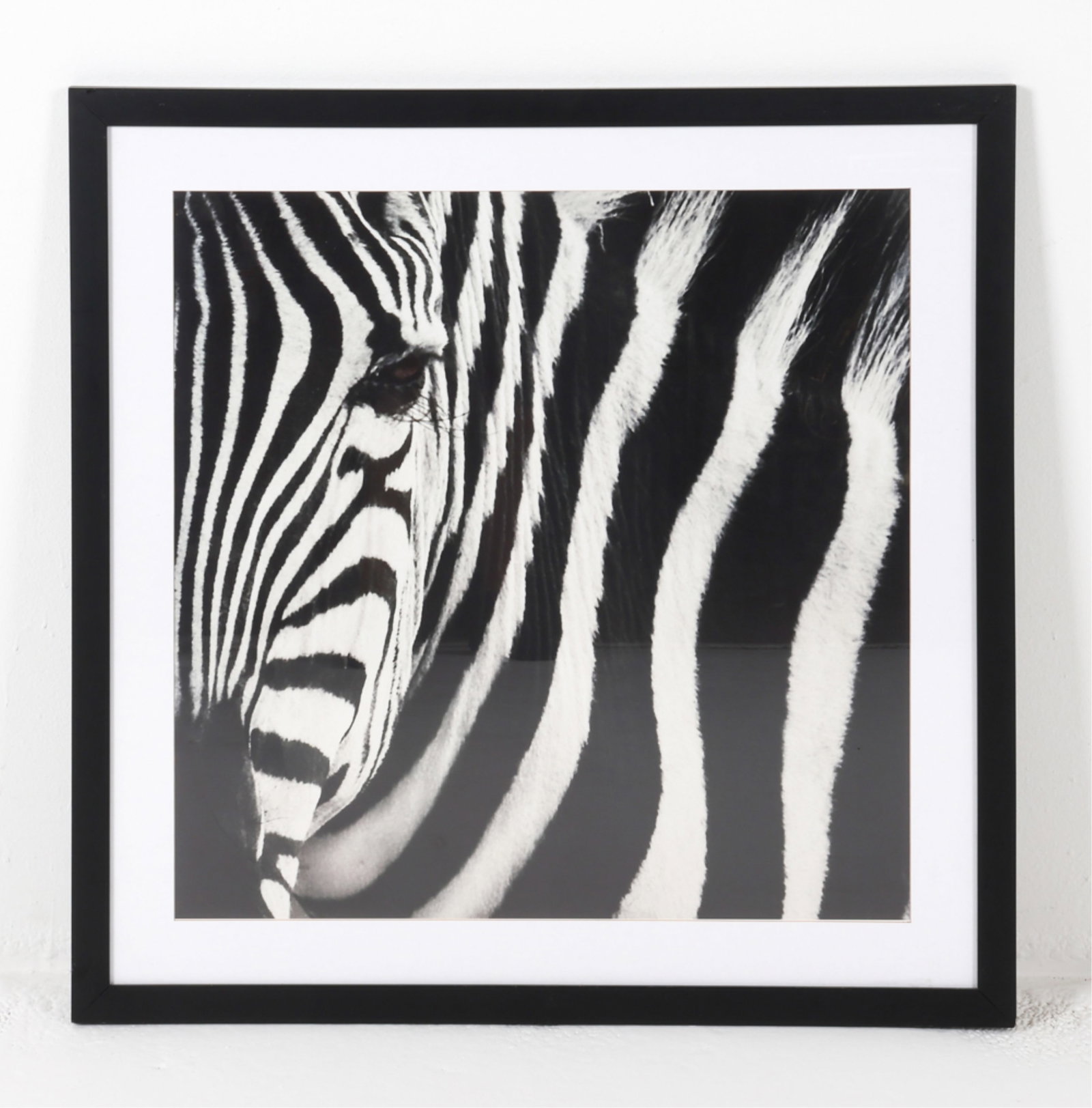 FRAMED ZEBRA PHOTOGRAPH: Close-up photograph of a zebra. Contemporary. Dimensions: Frame H 30.25" x W 30.25". Sight H 23.25" x W 23.25". Condition: Minor nicks and dings to frame, photo has no issues to note.