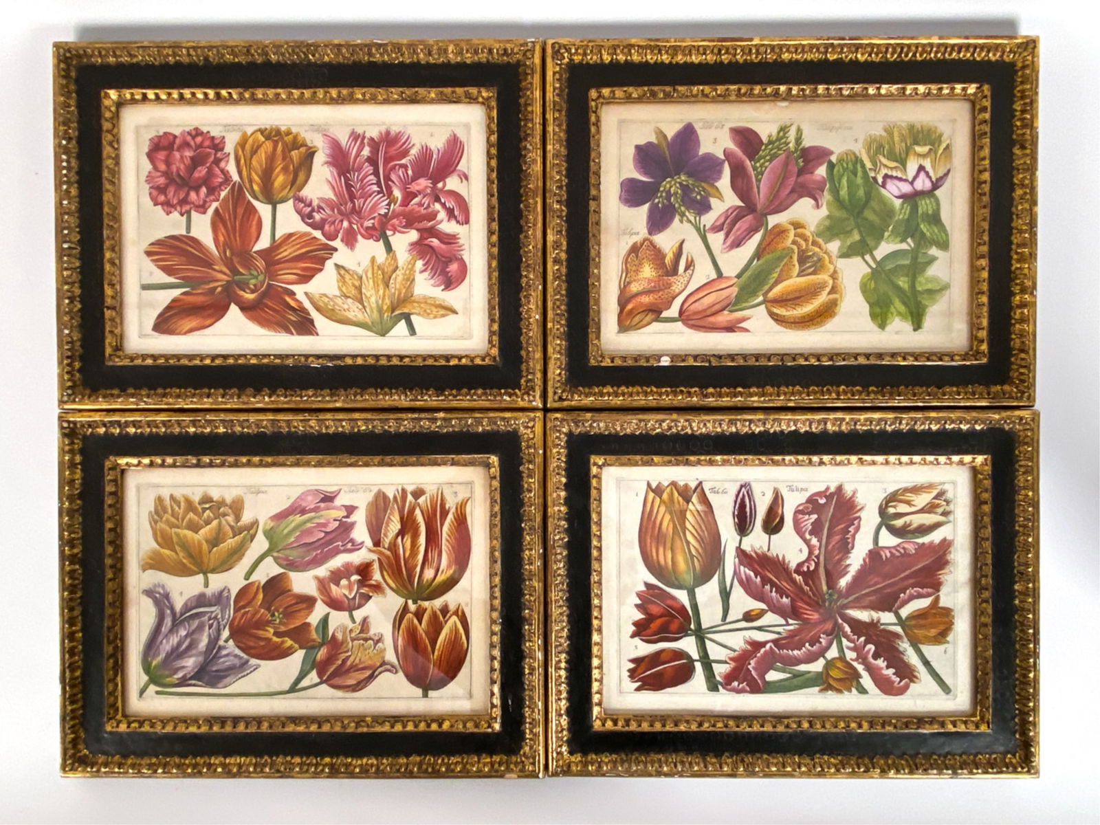 FILIPPO ARENA 18TH C. BOTANICAL ENGRAVING PRINTS (1 of 11)