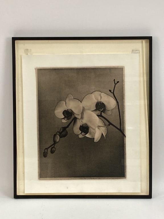 ROBERT MANN ORCHID GELATIN SILVER PHOTO PRINT (1 of 6)