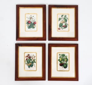 AFTER CHARLES MORREN BERRY PRINTS