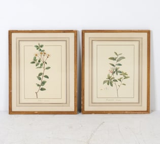 PAIR OF ANTIQUE P. J. REDOUTE 1814 FLORAL PRINTS