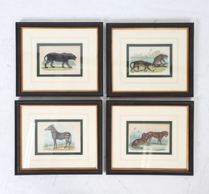 VINTAGE ZOOLOGICAL ETCHING PRINT GROUPING
