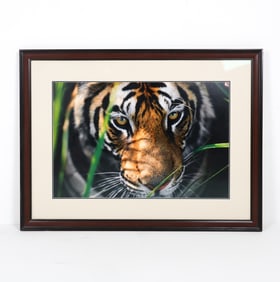 THOMAS D. MANGELSEN BENGAL TIGER PHOTO PRINT