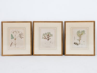 FRIEDRICH GUIMPEL BOTANICAL ETCHING PRINTS 19TH C.