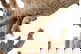item-209560426=20
