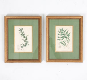 ANTIQUE BOTANICAL PRINT GROUPING