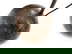 item-210343178=16
