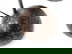 item-210343178=17