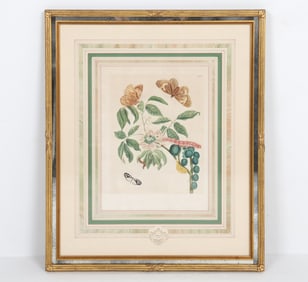 ANTIQUE JOSEPH MULDER (18TH C.) BOTANICAL PRINT