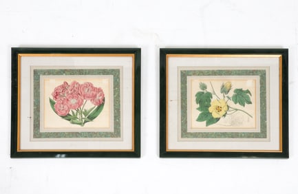 SYDENHAM EDWARDS ANTIQUE BOTANICAL PRINTS