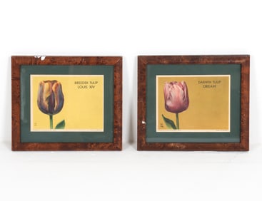 VINTAGE TULIP LITHOGRAPHS