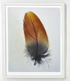 TAYLOR CURRY "FEATHERS" PHOTO PRINT