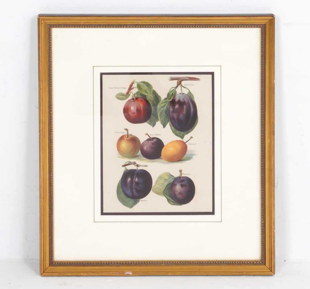 THE FRUIT GROWERS GUIDE CHROMOLITHOGRAPH PRINT (1 of 8)