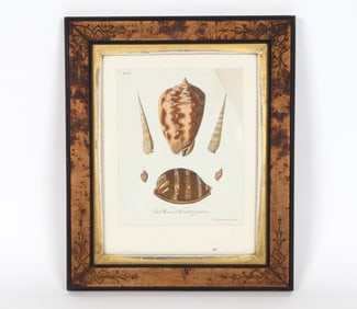 GEORGE WOLFGANG KNORR SEA SHELL PRINT