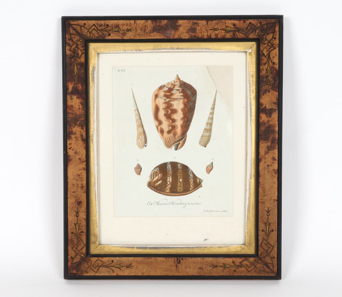 GEORGE WOLFGANG KNORR SEA SHELL PRINT (1 of 7)