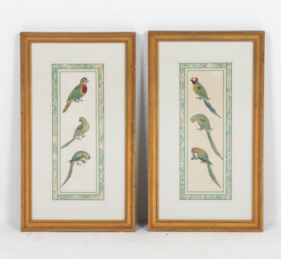 PAIR OF ANTIQUE HAND-COLORED PARAKEET BIRD PRINTS: From 'A New Dictionary of Natural History' by William Frederick Marytn. Originally published 1785-1788. Appears to be Plate VII, split into two separate displays. Professionally framed. Dimensions: Ea