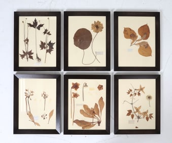 VINTAGE DRIED FLOWER PRESSINGS IN FRAMES