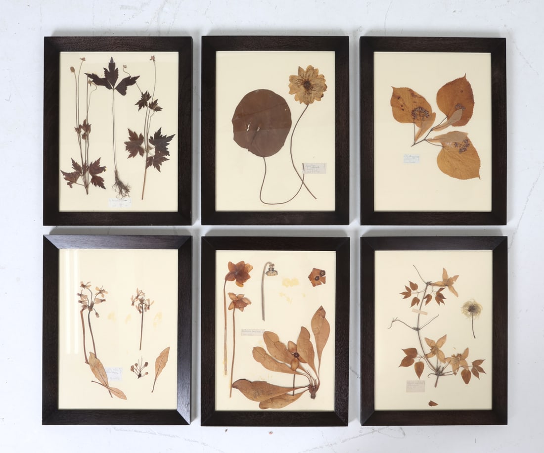 VINTAGE DRIED FLOWER PRESSINGS IN FRAMES (1 of 13)
