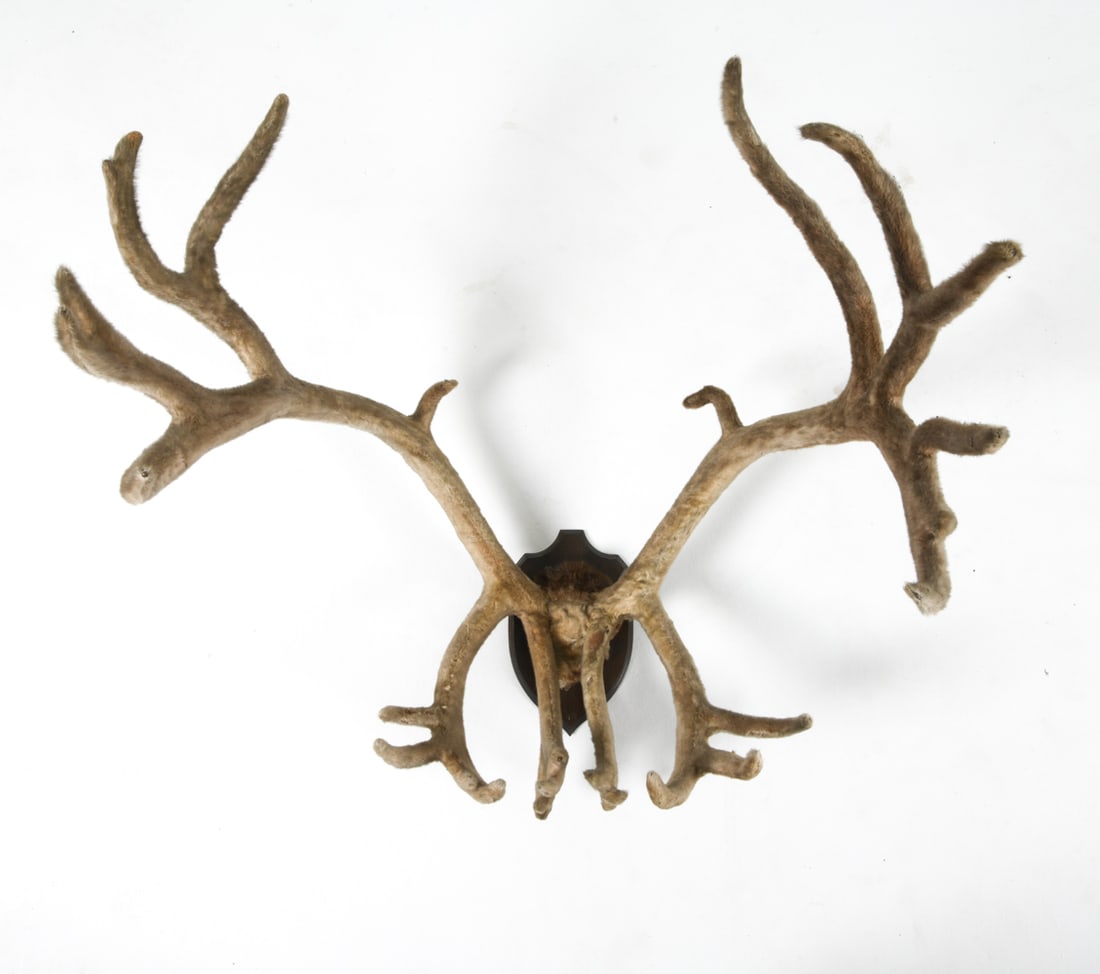SCANDINAVIAN MOOSE ANTLER TAXIDERMY: Signed to backside. Dated 1973 Dimensions: H 42" x W 37" x D 33" Condition: Moderate oil residue to fur. Slight musty odor. Scuffs and nicks to wood base. Wear consistent with age and use.