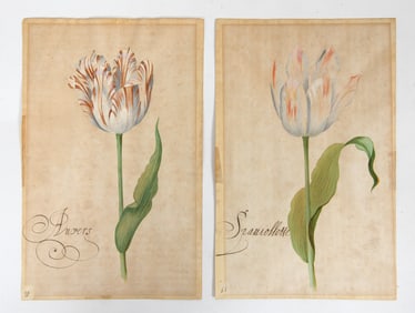 (2) SCHOOL OF VAN DER AST TULIP WATERCOLORS