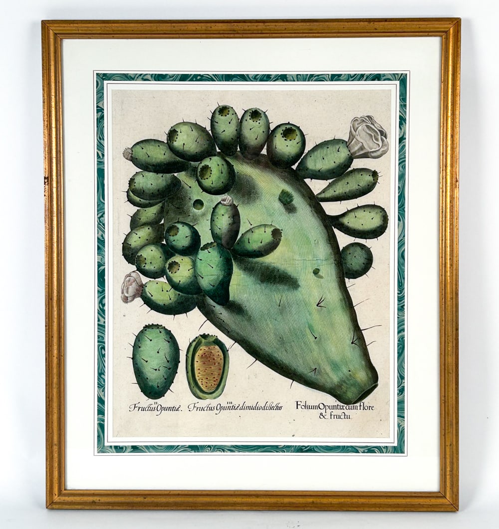 ORIGINAL BESSLER PRICKELY PEAR ENGRAVING: Dramatic hand-colored engraving of the Prickly Pear, on period paper. Unexamined out of frame. Faint visible text from verso. Modern coloring. Dimensions: (Frame) H 28" x W 23.5" (Sight) H 20" x W 16"
