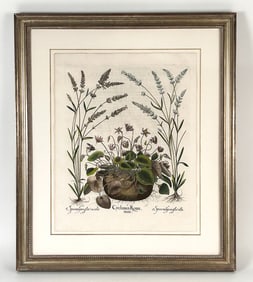 ORIGINAL BESSLER CYCLAMEN COLORED ENGRAVING