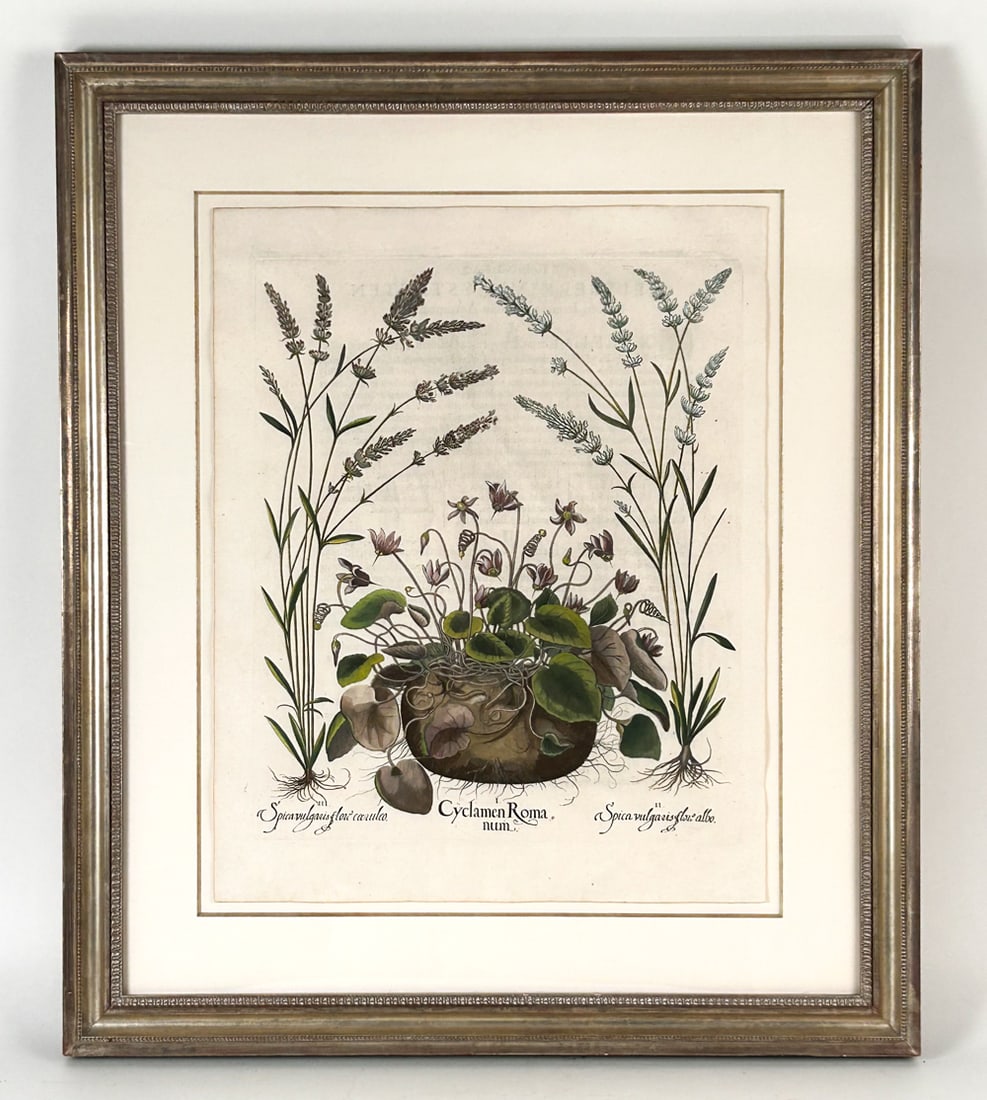 ORIGINAL BESSLER CYCLAMEN COLORED ENGRAVING: Original Bessler engraving, period paper with faintly visible text from verso. Well colored, float mounted with full margins. Provenenace: With label from W. Graham Arader. Dimensions: (Frame) H 31.75
