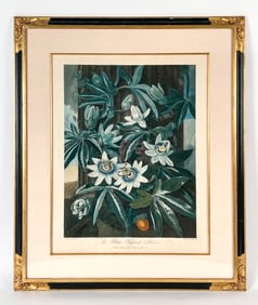 ORIGINAL TEMPLE OF FLORA BLUE PASSION FLOWER