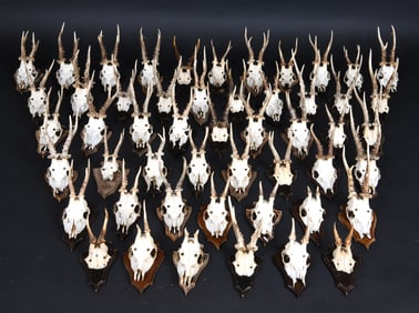 GROUPING MOUNTED ROE DEER SKULLS TAXIDERMY