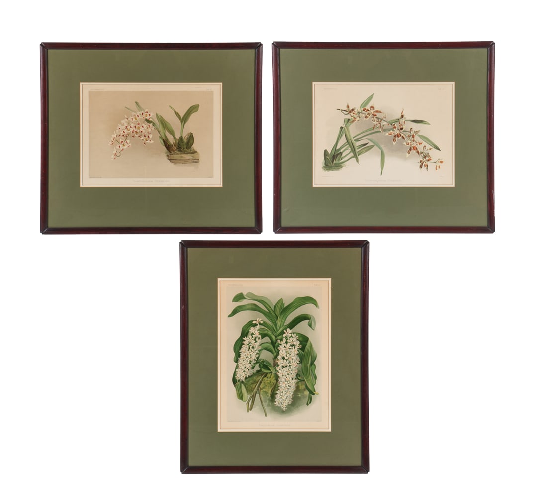 JOSEPH MANSELL BOTANICAL PRINTS (1 of 20)
