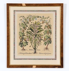 BASILIUS BESLER VINTAGE BOTANICAL PRINT