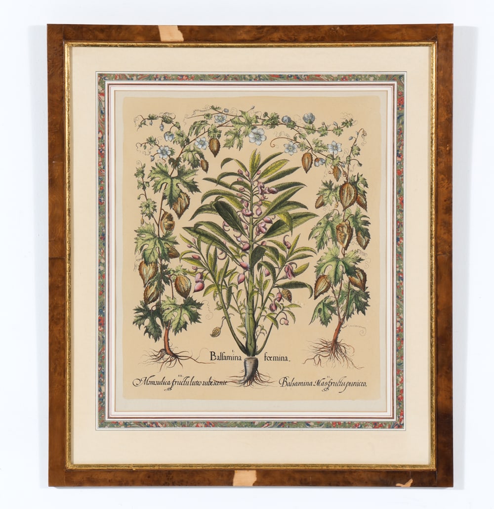BASILIUS BESLER VINTAGE BOTANICAL PRINT: Reproduction of 'Balsamina Femina' from Hortus Eystettensis by Basilius Besler. Originally published in 1613. Dimensions: Frame H 29" x W 25". Sight H 20" x W 16.75". Condition: Minor loss to frame at