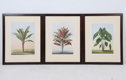 (3) GUILLAUME SEVEREYNS (19TH C.) BOTANICALS