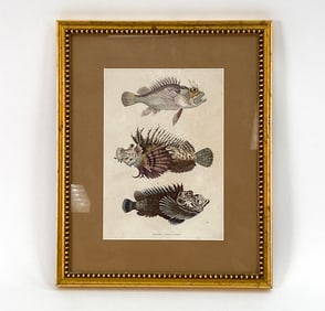 C. SCHACH GERMAN FISH COLORED LITHOGRAPH