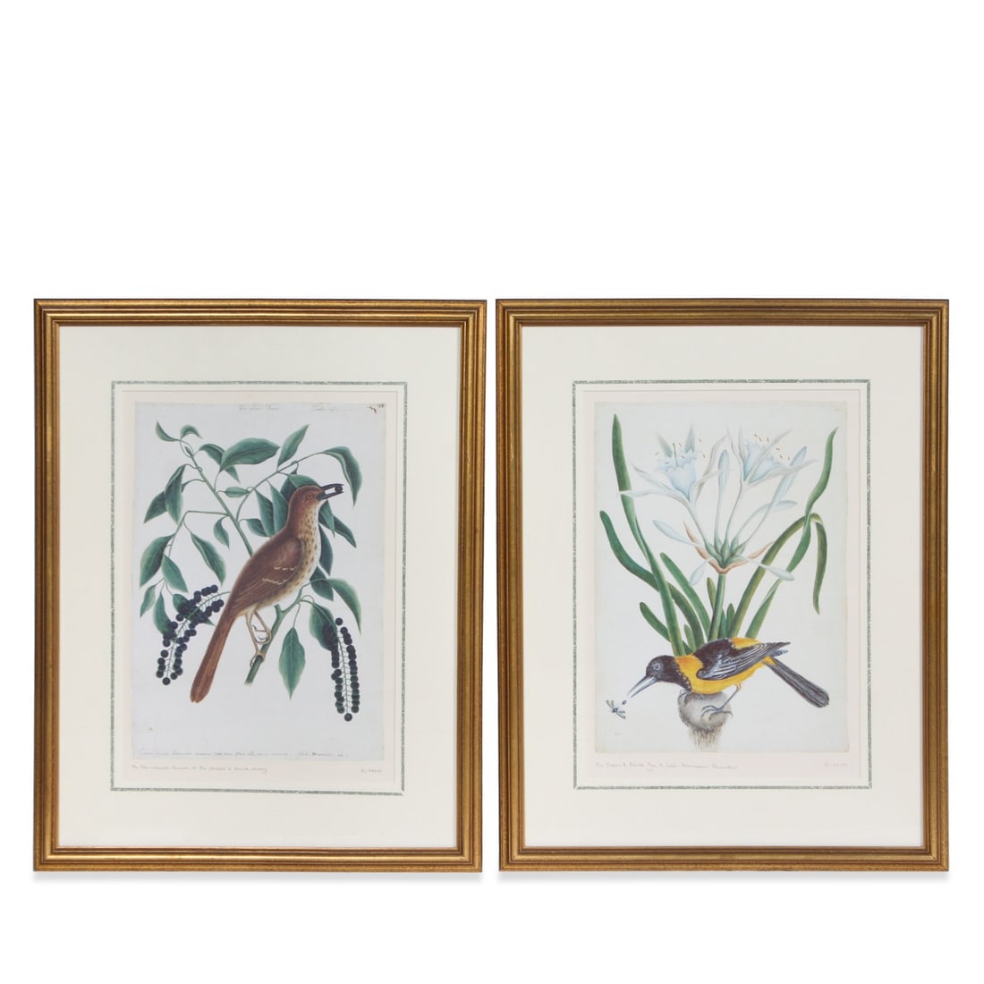 (2) BIRD & BOTANICAL PRINTS: Giclee printing techniques. Dimensions: H 24" x W 18.5" Condition: Ton ing to mat and surface. Scuffs, nicks to frame.