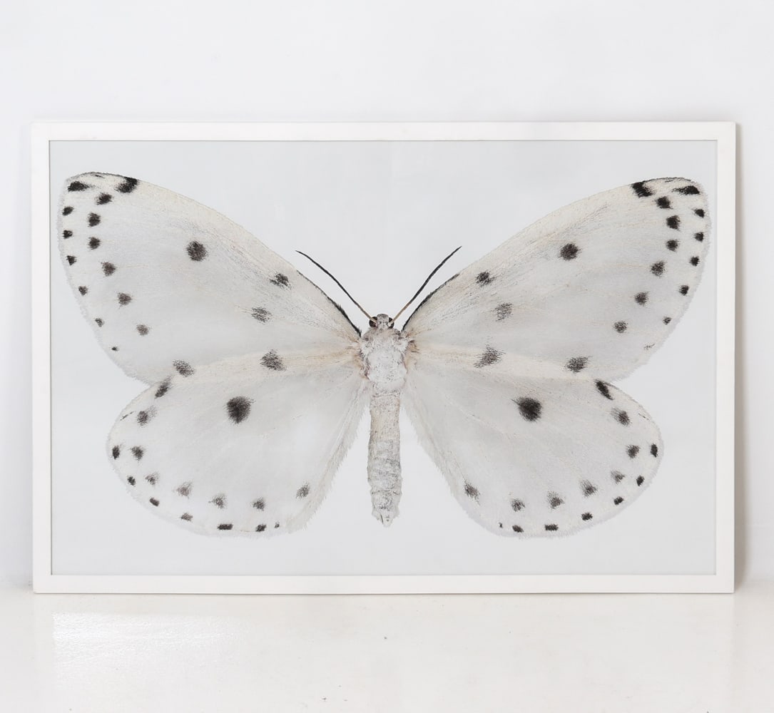 NAXA SERIARIA FRAMED PHOTOGRAPH: Image of a white moth. Unsigned. Dimensions: H 31" x W 46" x (Sight) H 29" x W 44" Condition: Wear consistent with age and display including faint rubs, scuffs to frame.