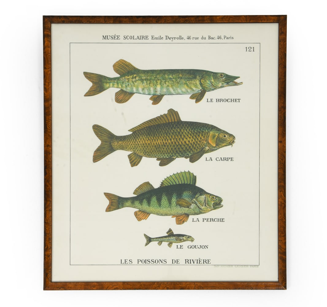 EMILE DEYROLLE "RIVER FISH" EDUCATIONAL POSTER: Titled "Les Poissons de Riviere" (River Fish), numbered 121, a part of the "Musee Scolaire" (School Museum) series. Marked "Imp. Richier-Laugier Paris" (Printing house) to left bottom and framing labe