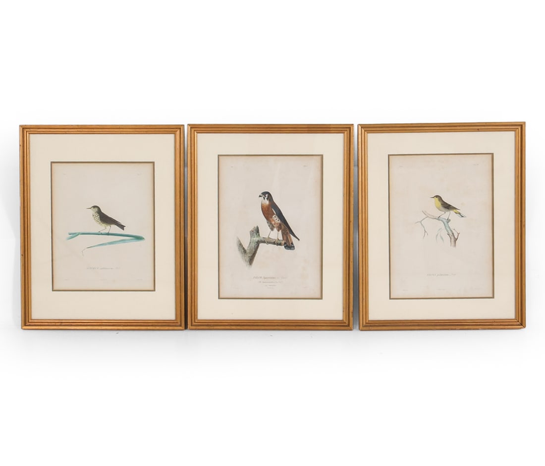 GROUPING OF ANTIQUE BIRD ENGRAVING PRINTS (1 of 13)