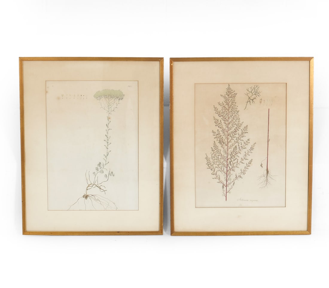 PAIR OF VINTAGE BOTANICAL PRINTS (1 of 11)