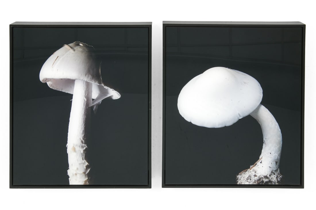 CHRISTOPHER BEANE (B. 1967) MUSHROOM PHOTO PRINTS: Two chromogenic prints featuring white mushrooms. From the "Farm House Series". Signed and dated on backs, 2006. Dimensions: Each Frame H 25.25" x W 20.5". Photo H 24" x W 19.5". Condition: Light