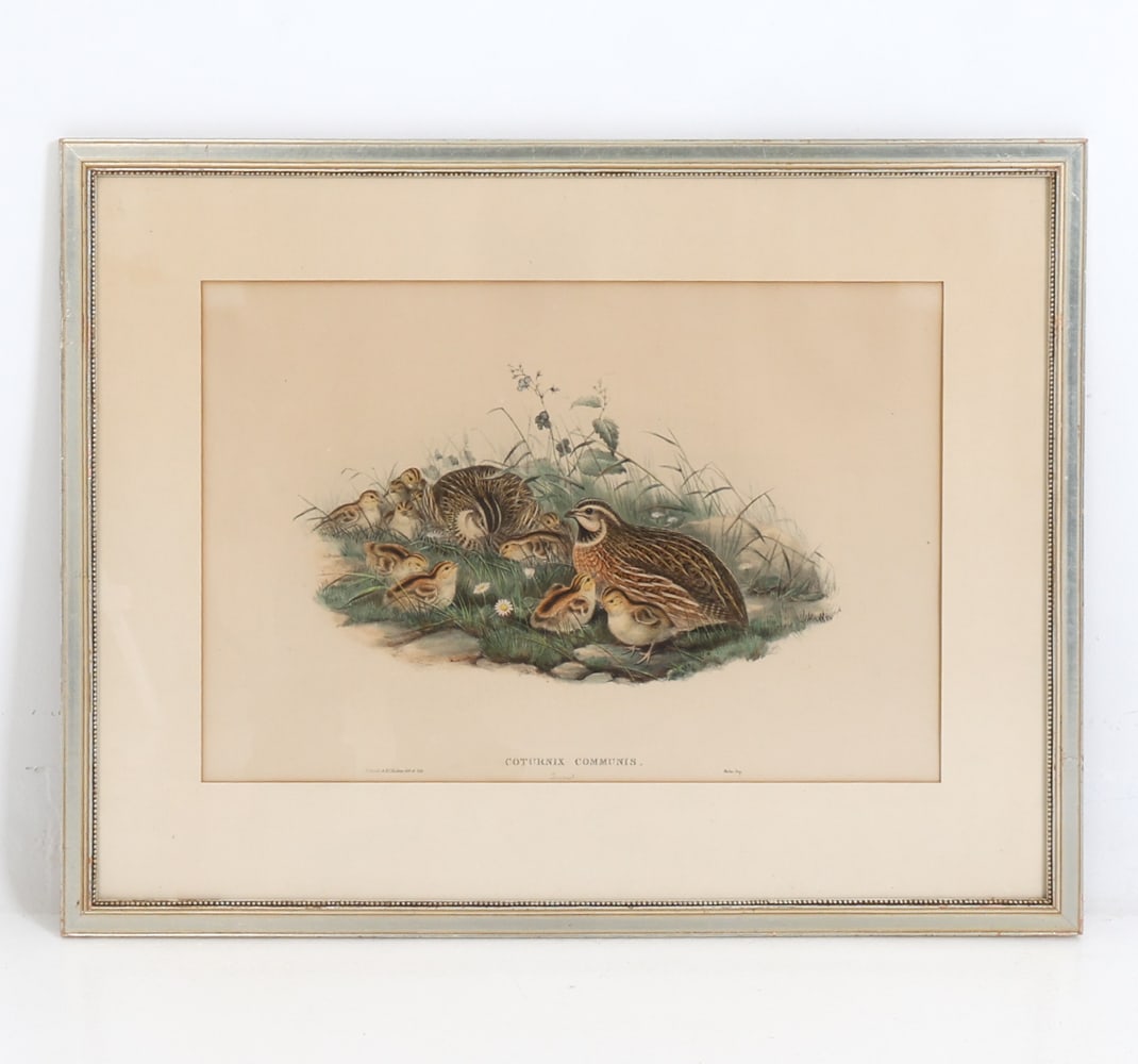 JOHN GOULD 'COTURNIX COMMUNIS' LITHOGRAPH PRINT (1 of 8)