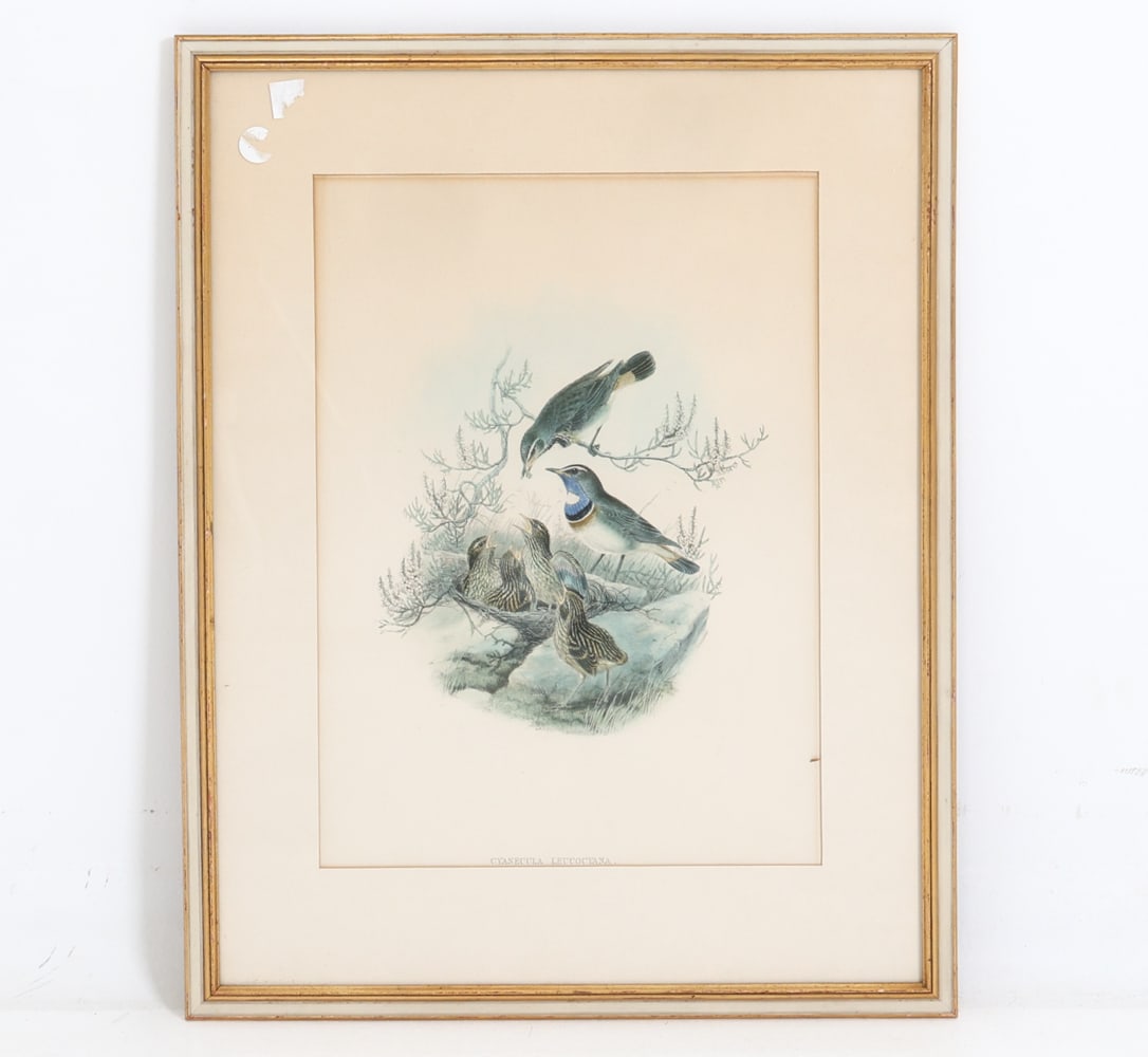 JOHN GOULD 'CYANECULA LEUCOCYANA' LITHOGRAPH: Print featuring the White-Throated Bluebreast. Drawn by John Gould, published for 'The Birds of Great Britain', published circa 1860s-70s. Dimensions: Frame H 28" x W 21.75". Sight H 19.75" x W 14".
