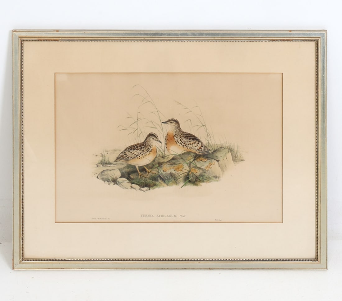 JOHN GOULD 'TURNIX AFRICANUS' LITHOGRAPH PRINT (1 of 7)