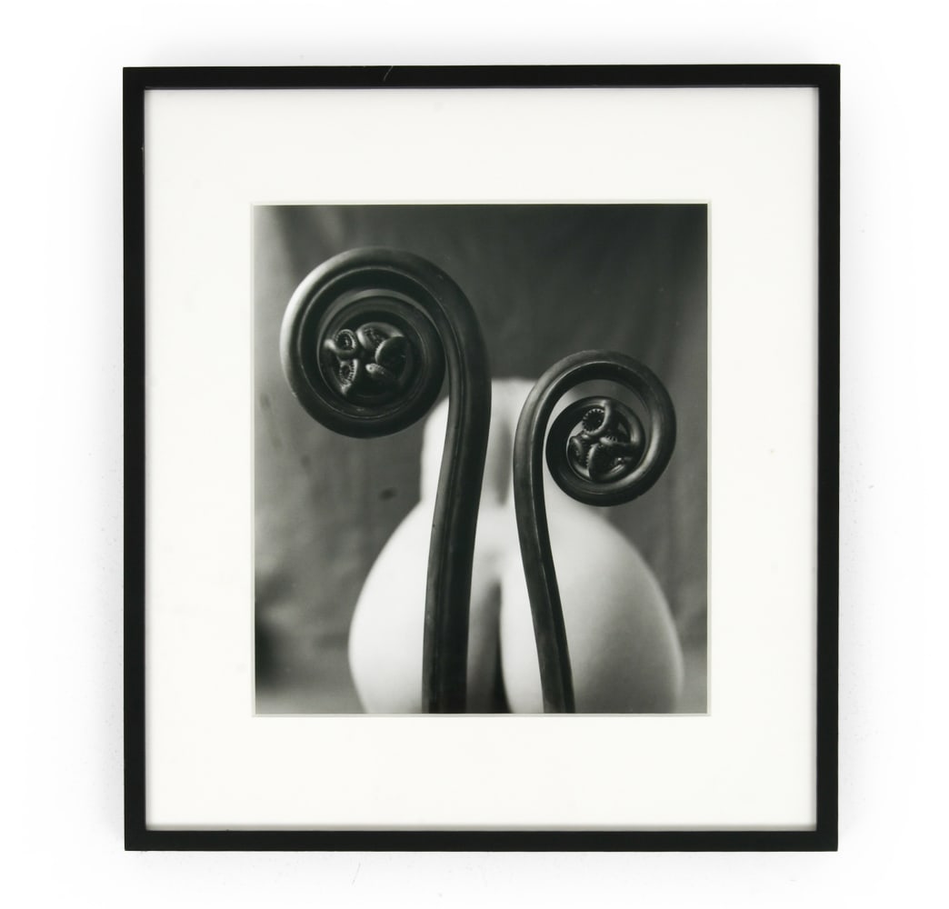 FIDDLEHEAD BLACK & WHITE PHOTOGRAPH (1 of 6)