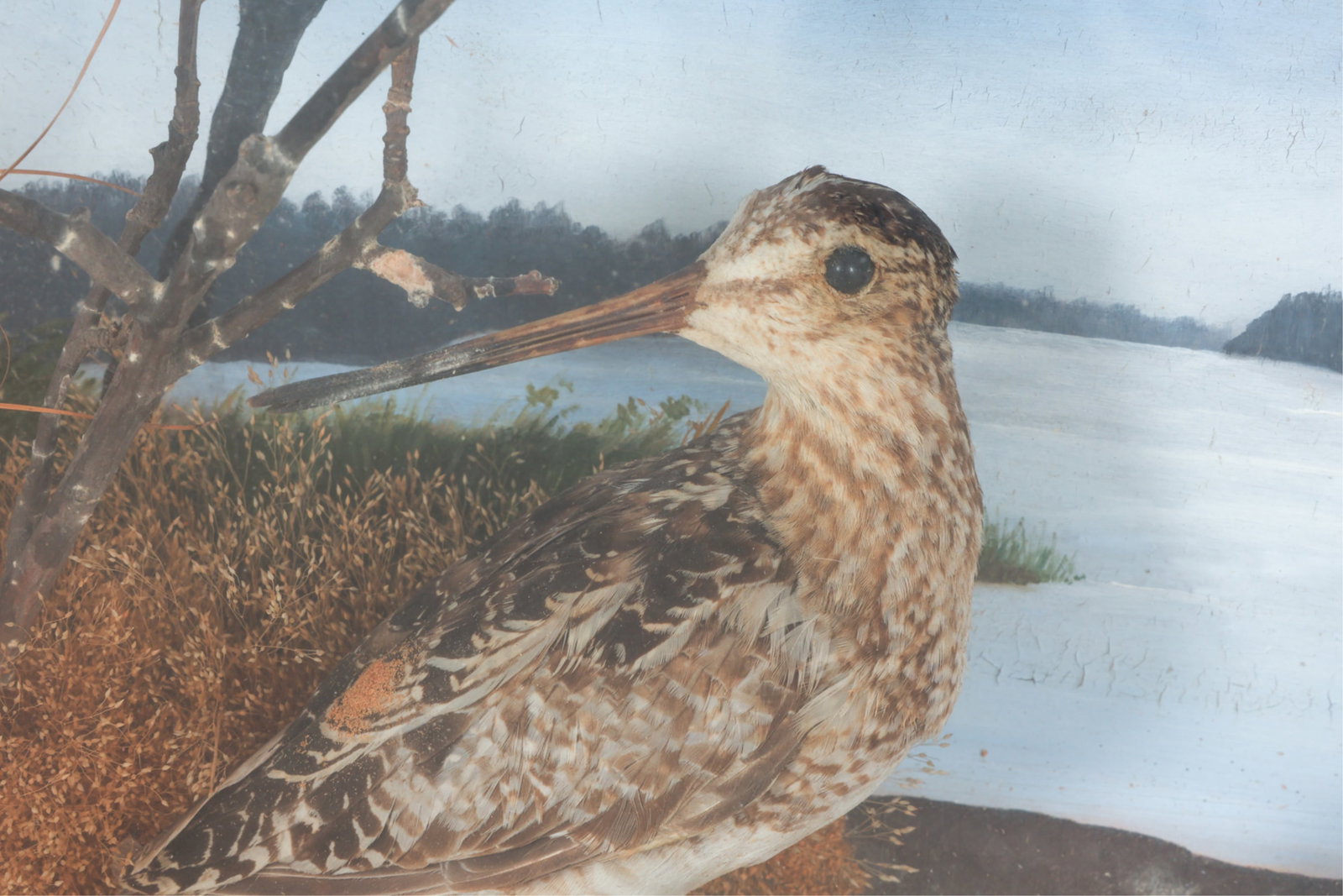 ANTIQUE BIRD DIORAMA - 10