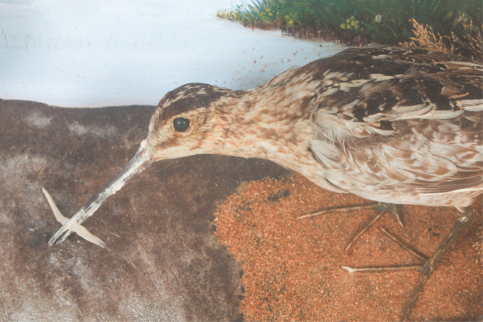 ANTIQUE BIRD DIORAMA - 11