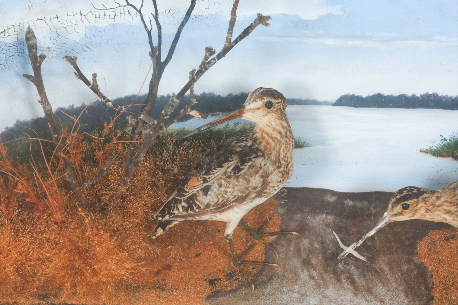 ANTIQUE BIRD DIORAMA - 3